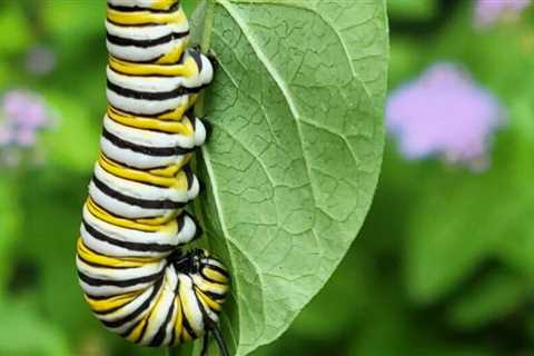 10 Poisonous Plants You Might Have Around Your Home and Yard