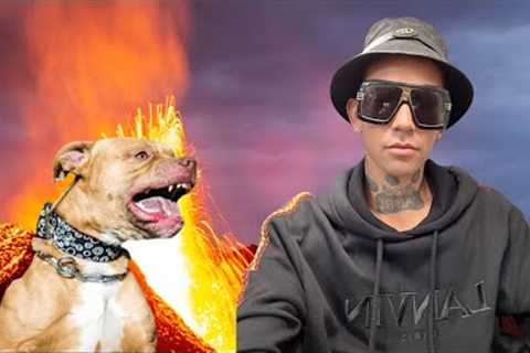 Getting 2 Angry, Reactive Pit-bulls To Become The Calmest Dogs In The Room.