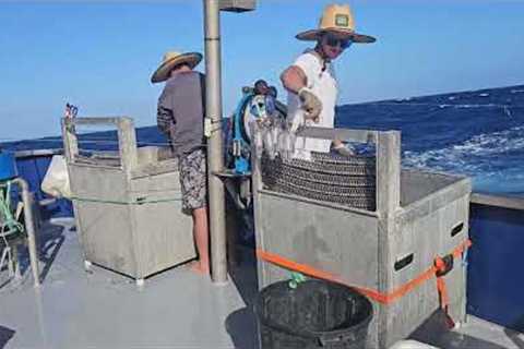 Offshore Fishing Episode 15 - Yellowfin tuna and large swordfish have been eating massive squid