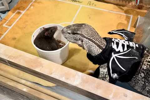 Monitor Lizard Eats Ridiculous Rat