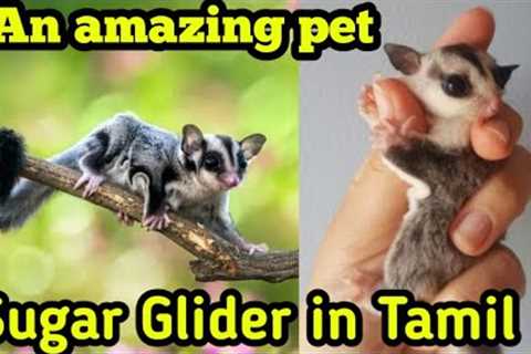 SUGAR GLIDER | Exotic Pet | How to Train and Grow? | Pets Formula - Tamil