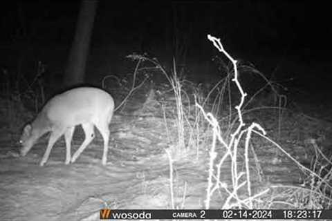 Trail Camera #2 Footage 2/5/2024 to 2/14/2024