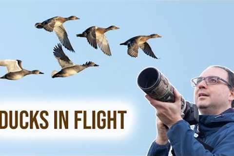 Birds in Flight Photography - Tips on Focusing and Flocks (Canon)