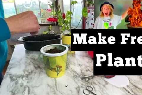 EASY Guide on Propagating Herbs, Roses, Hibiscus, Tomatoes, Rooting Free Plants from Cuttings