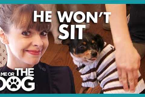 Can ‘STUPID' Chihuahua Be Trained?👀🐶 | It’s Me or The Dog