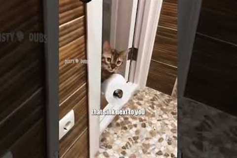 Mashup 106 EXTENDED EDITION #voiceover #voiceovers #cat #cats #feline #felines #funny #shorts