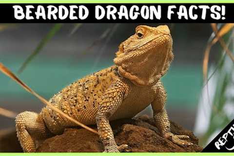 25 Crazy Bearded Dragon Facts that Will Blow Your Mind!