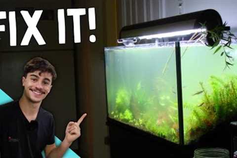 How to Fix Cloudy Water in an Aquarium! (Quick and Easy)