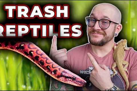 You're SLEEPING On These Reptiles You'd NEVER Keep!