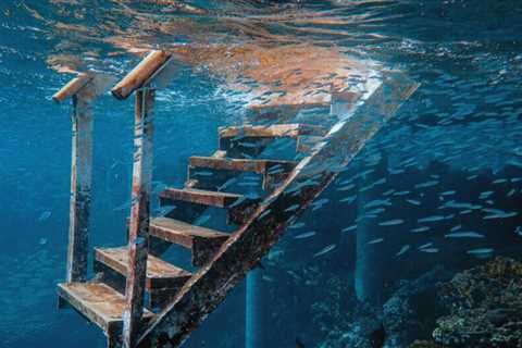 Explore the Underwater World: Dive into the Aquatic World