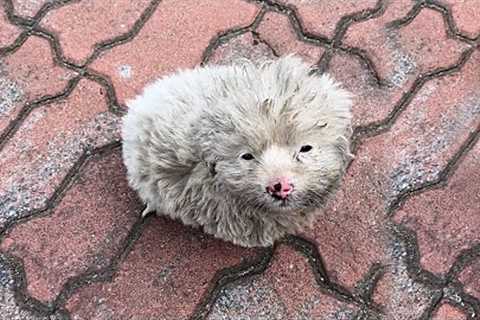 A dirty spotted dog curled up,staring at me intently in the cold wind, it begging me to take it home