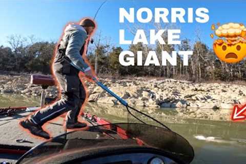 Bass fishing Norris lake middle of February.