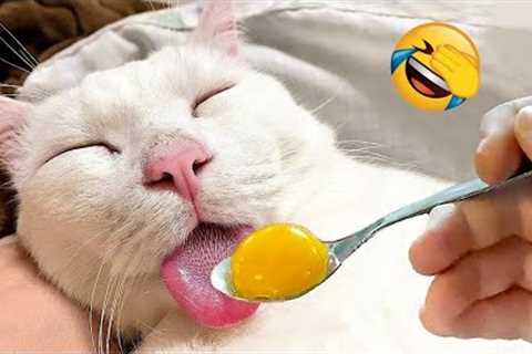 New Funny Animals 😂 Funniest Cats and Dogs Videos 😺🐶