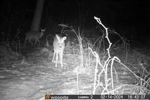 Trail Camera #2 Footage 2/14/2024