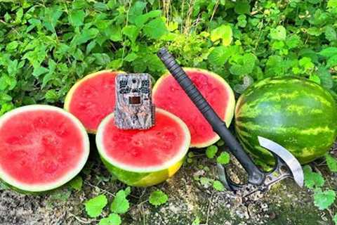 What Happens to WATERMELON Left in the Woods? (Trail Camera)
