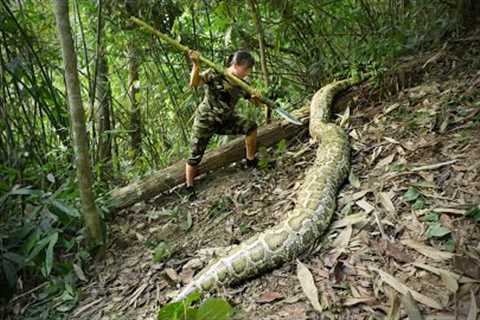 Giant Python Discovered - Chase Wild Deer for Survival/ 30 Days Solo Bushcraft &amp; Survival P.11