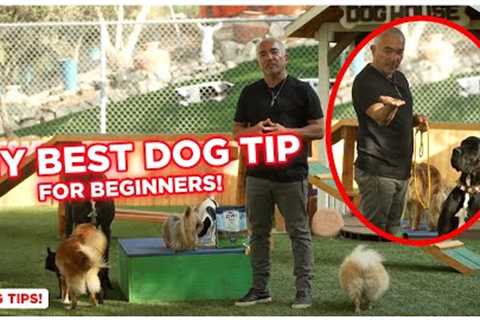 My BEST DOG TIP for Beginners! (Cesar Millan Dog Tips!)