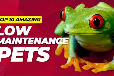 Top 10 Cool Low Maintenance Pets for the Classroom
