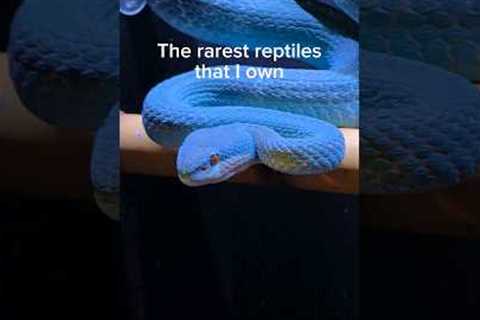 I own the rarest snakes in the country! #reptiles #rareanimals #boomslang #pets #venomoussnakes