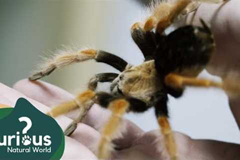 Looking After The World's Most Exotic Pets | HALLOWEEN FULL EPISODE 🎃 | Curious?: Natural World