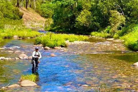 Dry Fly Fishing The Howqua River