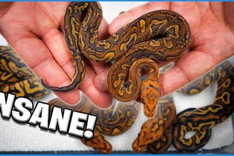 Cant Believe We Hatched These Snakes! Mandarin Strangers