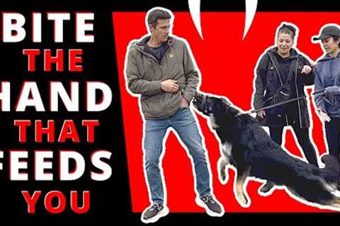 This Dog Wants a Piece of Me…and his Owner! and Prince Too!!! Learn how to Deal with an Erratic Dog!