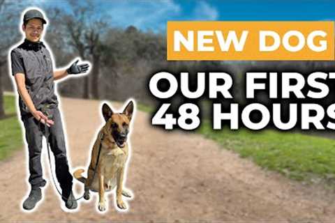 FIRST 48 HOURS WITH A NEW RESCUE DOG