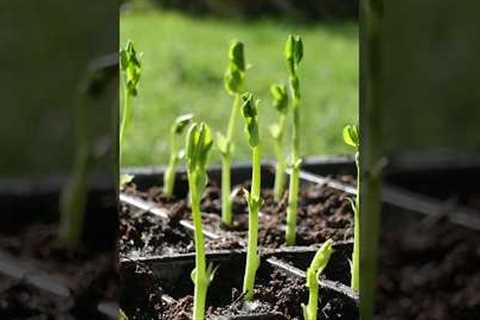 5 Plants To NOT Start Early #shorts #gardening #gardeningtips #seeds