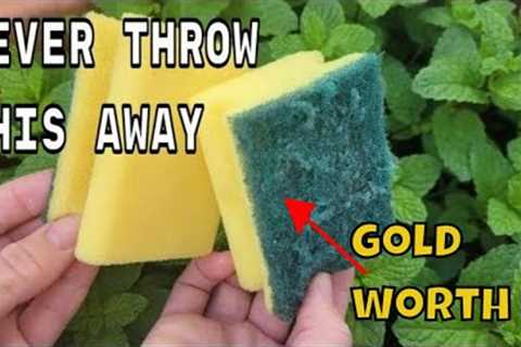 NEVER THROW THEM AGAIN !! the sponges used  are WORTH PURE GOLD on your plants in HOME AND GARDEN