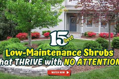 15 Best LOW-MAINTENANCE SHRUBS that THRIVE with NO ATTENTION! 🌿😱 // Gardening Ideas