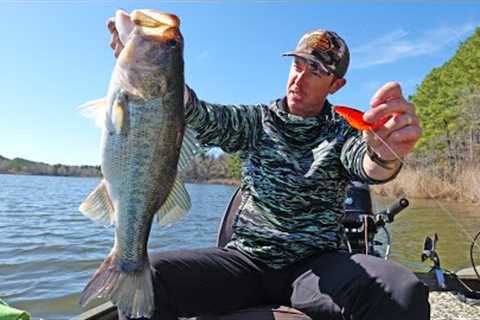 Fishing this Reaction Lure Gets Big Bass Every Year!