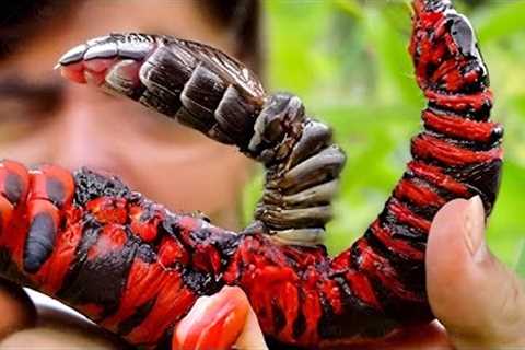 What Does a Caterpillar Turn Into When It Can't Become a Butterfly?