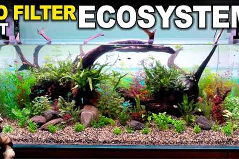 4ft Ecosystem Tank: HUGE No Filter Aquarium With No Maintenance (Aquascape Tutorial)