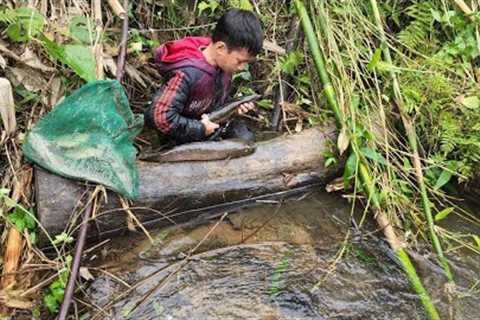 Using his bare hands to catch a huge school of snakehead fish, the orphan boy khai won big