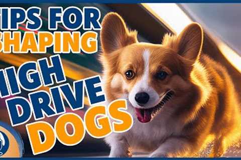 Shaping Tips For High Drive, Frantic, Hyper Dogs To Stop Dog Training Frustration #262 #podcast