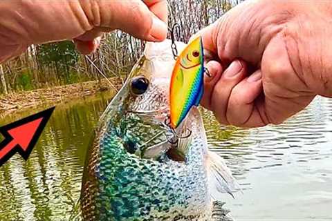 Big Hungry CRAPPIE eats Bass Fishing Lures for DINNER ( Fishing Rat-L-Trap and Lizard Baits )