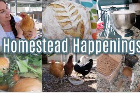 Homestead Happenings! Chicken Update, Bulk Brownie Mix, Chicken Stock, Butter, Cheese, Homestead 101