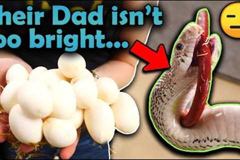 Our Ghost Bullsnake Laid Eggs!!
