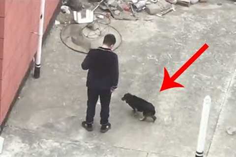The couple found dog mother and puppies on opposite rooftop from their window, no food or water.....