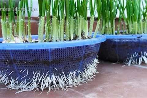 TIMELAPSE: How to grow Garlic and Purple Onions on Balcony, Gardening Tips at Home - LIVE STREAM