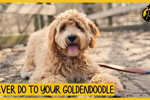 5 Things You Must Never Do to Your Goldendoodle