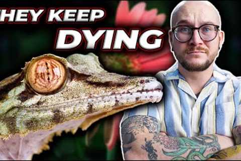 They Keep Dying. I'm Done With These Reptiles!