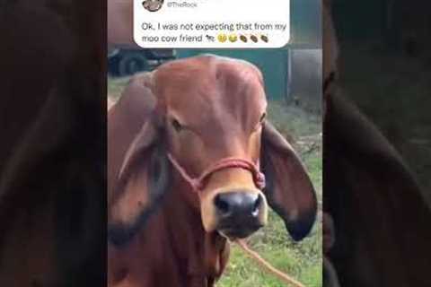 The Rock or The Cow Who did it better? 😂🤨