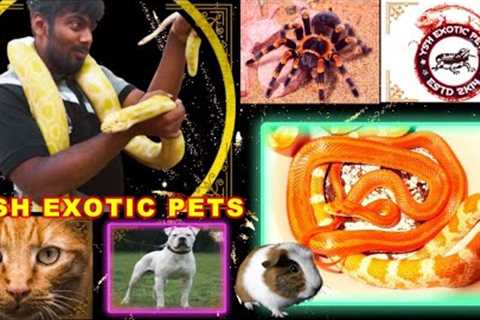Hyderabad Biggest Exotic Pet Shop, Reptiles, Python Snake, Spiders, Turtles, Dogs, Cats, Birds, Fish