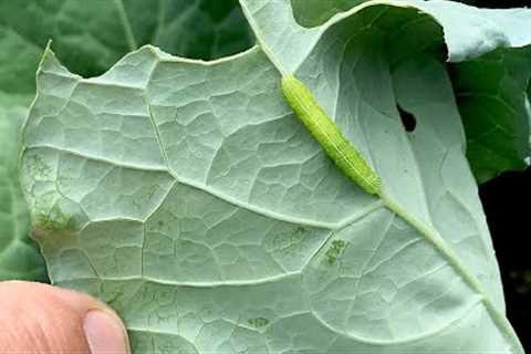 Organic Insect Control Pt. 1: Aphids, Cabbage Worms and Leafminers - (2024) #9