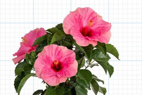 You can now grow cool new shrubs in your yard