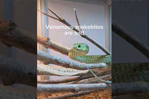 These snakes will end my life quickly. #reptiles #venomoussnakes #snakebite #pets