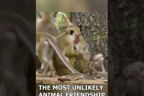 The Most Unlikely ANIMAL FRIENDSHIPS That Will Melt Your Heart