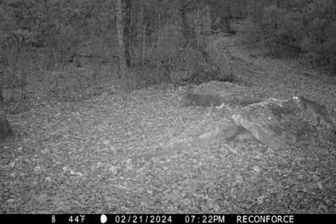 Backyard Trail Cam, February 2024